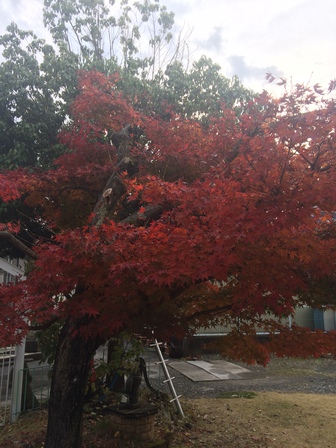 紅葉が綺麗です。