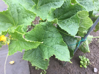 本日の朝取れ野菜〜　きゅうり編デス(^^) 2022/05/31 10:03:02