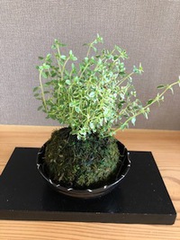 コケ玉にハーブを☆彡