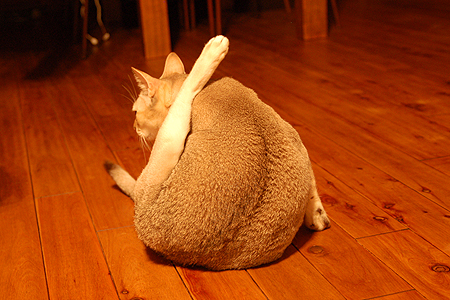 チャクラ
