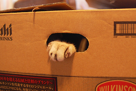 手入れ