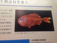 深海展上野国立科学博物館