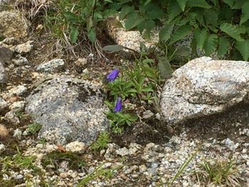 チシマギキョウ（千島桔梗）駒ヶ岳ロープウエイのすぐ下です