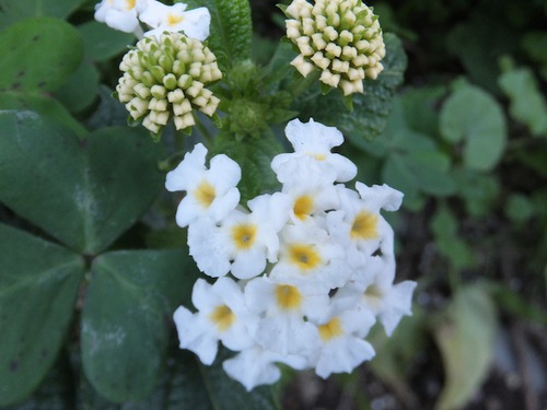 白い花