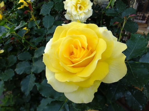 幸せの黄色い薔薇