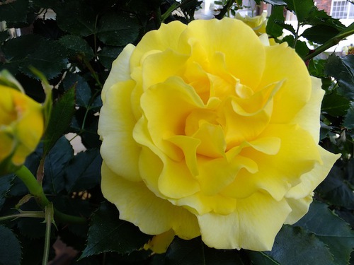 幸せの黄色い薔薇