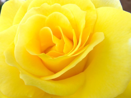 幸せの黄色い薔薇