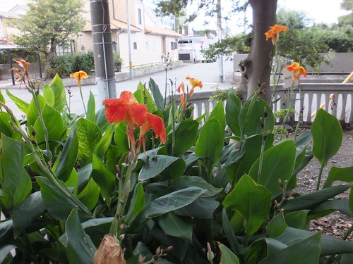 山神神社の花