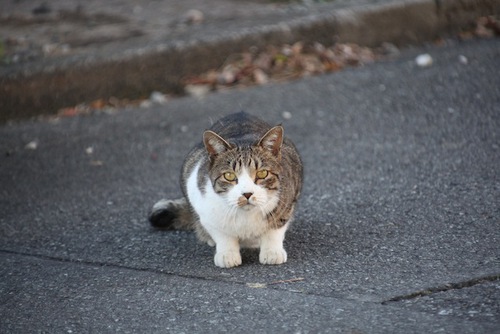 私はノラ？