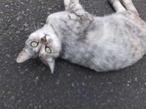 野良のふうちゃん