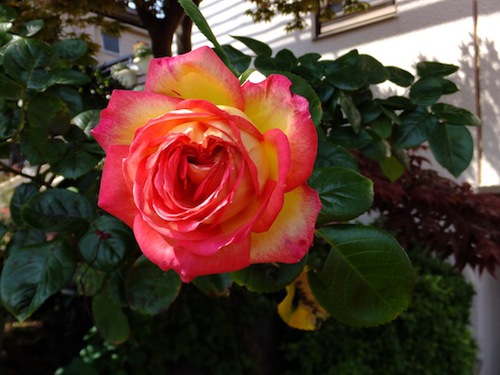 今年も咲いた