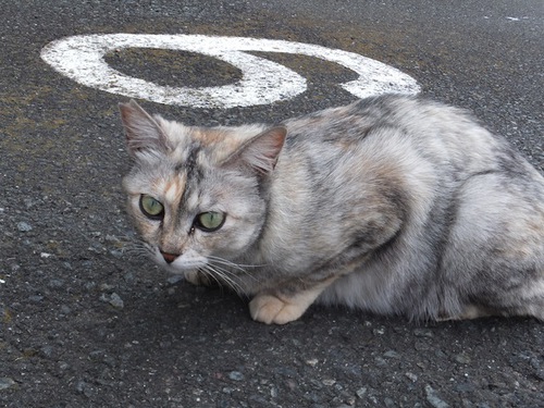 野良のふうちゃん