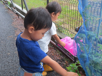 　～プランター栽培～　　ミヨビのトマト　＆　お誕生日会
