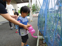 スーパーでもおなじみの　伊豆んこちゃん　　みよびのトマト