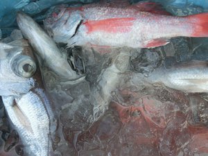 西伊豆戸田港からトロール船の水揚げ