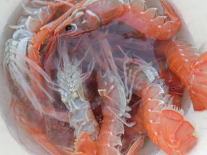 タカアシガニ大漁（駿河湾のトロール漁）