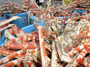 タカアシガニ大漁（駿河湾のトロール漁）