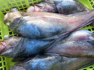 今日のトロール船の水揚げ(駿河湾のトロール漁）