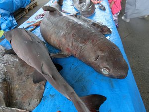 今日は深海魚撮影会（戸田港）