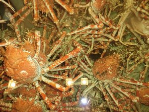 9月8日駿河湾のトロール漁が解禁（戸田港）