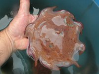 深海の人気者メンダコ(駿河湾のトロール漁）