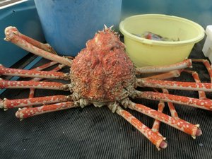 今日のジャンボタカアシガニです。