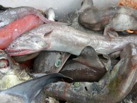 駿河湾の深海魚と深海ざめ（駿河湾のトロール漁）