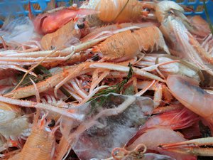 タカアシガニと深海魚の水揚げ（駿河湾の恵み）