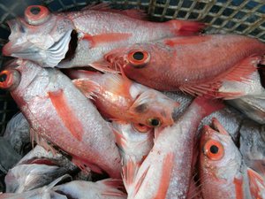タカアシガニと赤ムツ（駿河湾の恵み）