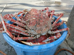 タカアシガニと赤ムツ（駿河湾の恵み）