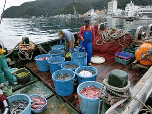 今日の駿河湾のトロール漁（タカアシガニ、赤ムツ）