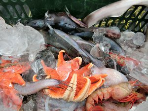 駿河湾の深海魚（駿河湾の恵み）