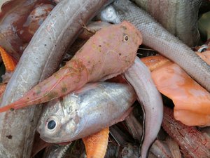 駿河湾の深海魚（駿河湾の恵み）