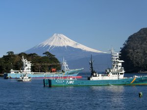 今日の富士山（戸田港より）