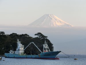 早朝の富士山（戸田港より）