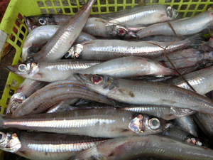 メギス　深海魚