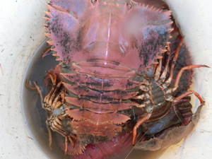 ウチワエビ
