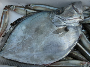 今日の駿河湾のトロール漁（#タカアシガニ、#深海魚の水揚げ）