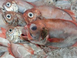 深海魚の水揚げ 駿河湾のトロール漁 西伊豆戸田 海からの贈り物