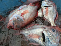 今日の駿河湾のトロール漁（#タカアシガニ、#深海魚の水揚げ）