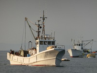 今日の駿河湾のトロール漁（＃タカアシガニ　＃赤むつ　＃深海魚）