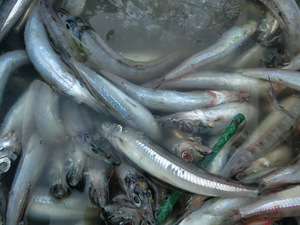 今日の駿河湾のトロール漁（タカアシガニ、深海魚の水揚げ）