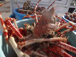 西伊豆戸田港今日のタカアシガニの水揚げ