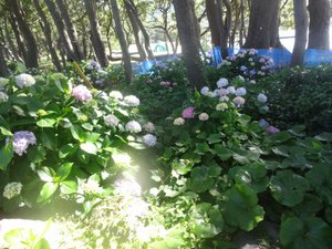 戸田御浜岬公園の紫陽花が綺麗です。