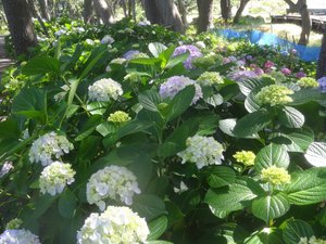 戸田御浜岬公園の紫陽花が綺麗です。