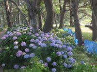 御浜岬公園　の紫陽花ロード