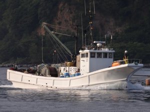 明日、駿河湾のタカアシガニ漁が解禁（戸田港から）