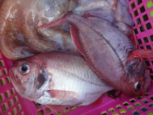 戸田港からのタカアシガニと深海魚の水揚げ