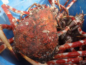 西伊豆戸田港今日のタカアシガニの水揚げ