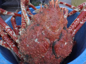 西伊豆戸田港今日のタカアシガニの水揚げ